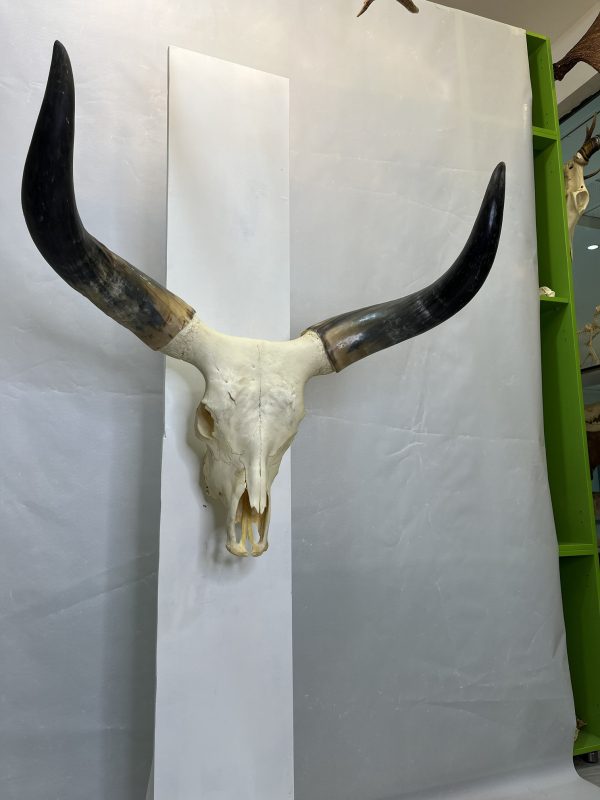 جمجمه و شاخ گاو هندی