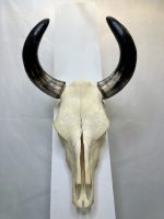 جمجمه و شاخ طبیعی گاو
