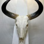 جمجمه و شاخ طبیعی گاو هندی مدل - cow-model-K-710