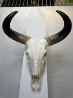 جمجمه و شاخ طبیعی گاو هندی مدل - cow-model-K-710