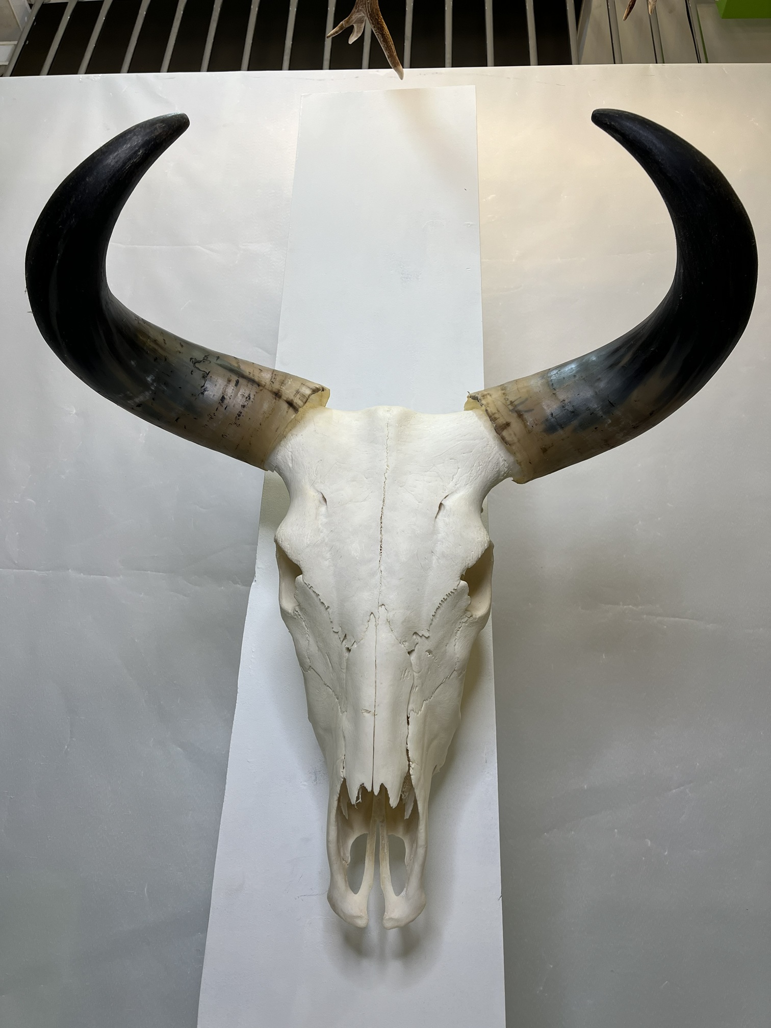 7 جمجمه و شاخ طبیعی گاو هندی مدل - cow-model-K-710 - Image 1