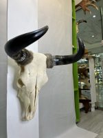 جمجمه و شاخ طبیعی گاو هندی مدل - cow-model-K-17 - Image 6