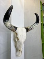 جمجمه و شاخ طبیعی گاو