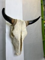 جمجمه و شاخ طبیعی گاو