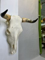 جمجمه و شاخ طبیعی گاو