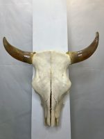 جمجمه و شاخ طبیعی گاو