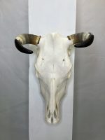 جمجمه و شاخ طبیعی گاو