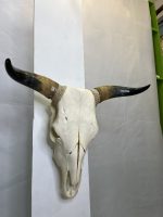 جمجمه و شاخ طبیعی گاو