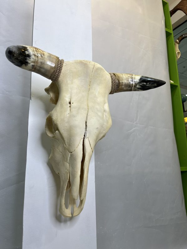 جمجمه و شاخ طبیعی گاو