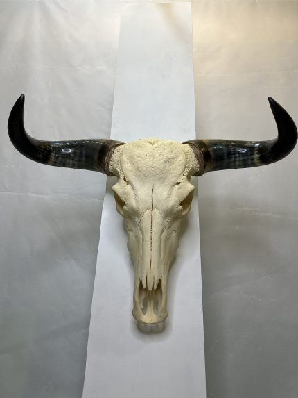 جمجمه و شاخ طبیعی گاو