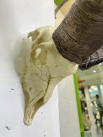 جمجمه و شاخ طبیعی پازن کل وحشی
