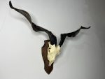 جمجمه و شاخ کل و بز دکوری