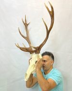 جمجمه و شاخ گوزن مرال 12خال – maral-model-12 - Image 14