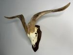 جمجمه و شاخ کل سانن Goat-model-2 - Image 14
