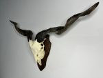 جمجمه و شاخ کل اهلی Goat-model-6 - Image 8