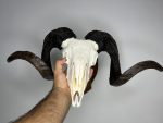 جمجمه و شاخ قوچ اهلی Ovis-model-45 - Image 8