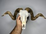 جمجمه و شاخ قوچ اهلی Ovis-model-48 - Image 8