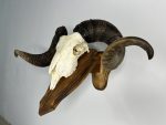 جمجمه و شاخ قوچ اهلی Ovis-model-44 - Image 8