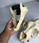 جمجمه شیر نر آفریقایی - Lion-model-1 - Image 18
