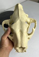 جمجمه ببر بنگال - Tiger-model-1 - Image 14