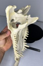 جمجمه کروکودیل پوزه کوتاه- گاندو - Crocodile-model-1 - Image 15