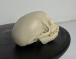 جمجمه میمون رزوس  - Macaca-model-1 - Image 10
