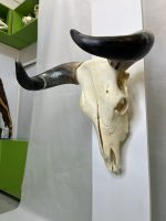 جمجمه و شاخ واقعی گاو