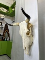 جمجمه و شاخ طبیعی گاو مدل 9 - cow-model--9 - Image 5