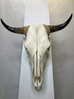 جمجمه و شاخ واقعی گاو