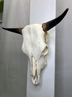 جمجمه و شاخ طبیعی گاو مدل 30- cow-model--30 - Image 3