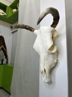 جمجمه و شاخ طبیعی گاو مدل 35- cow-model--35 - Image 8