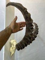 جمجمه و شاخ پازن ایبکس سیبری