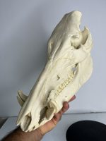 جمجمه گراز وحشی - Wild boar-model-1 - Image 8