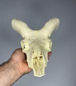 جمجمه تنها قوچ اوریال - Urial-model-2 - Image 8