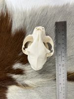 جمجمه طبیعی گربه اهلی model-1 - Image 8