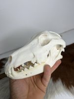 جمجمه طبیعی سگ اهلی model-1 - Image 7