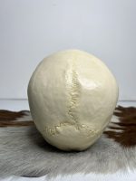 جمجمه انسان مدل دو قسمتی رنگ سفید استخوانی skull-human-model-1 - Image 9