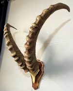 پیشانی جمجمه و شاخ آیبکس سیبری تاجیکستان ibex-model-2 - Image 3