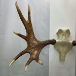 پیشانی جمجمه و شاخ گوزن موس moose-model-1 - Image 6