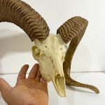 جمجمه تنها قوچ اوریال - Urial-model-2 - Image 2
