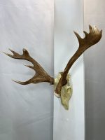 جمجمه و شاخ گوزن زرد ایرانی Persian-falliow-deer-model-1 - Image 12