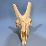 جمجمه تنها کل وحشی پازن  pazan-model-1 - Image 11