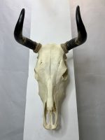 جمجمه طبیعی گاو