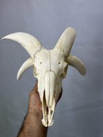 جمجمه و شاخ قوچ طبیعی چهار شاخ - Image 11