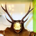 پیشانی جمجمه و شاخ گوزن سمبار هندی sambar -model-1 - Image 5