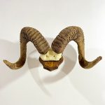 جمجمه شاخ قوچ ارگالی