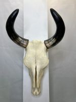 جمجمه و شاخ طبیعی گاو