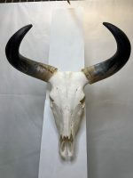 جمجمه و شاخ طبیعی گاو هندی مدل - cow-model-K-710 - Image 3