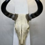 جمجمه و شاخ طبیعی گاو هندی مدل - cow-model-K-17