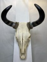 جمجمه و شاخ طبیعی گاو هندی مدل - cow-model-K-17